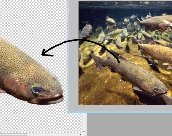 Creation of Colorful fish?: Step 3